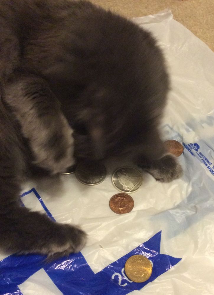 So,-My-Cat-Found-My-Large-Cents-And-Seated-Dollars...
