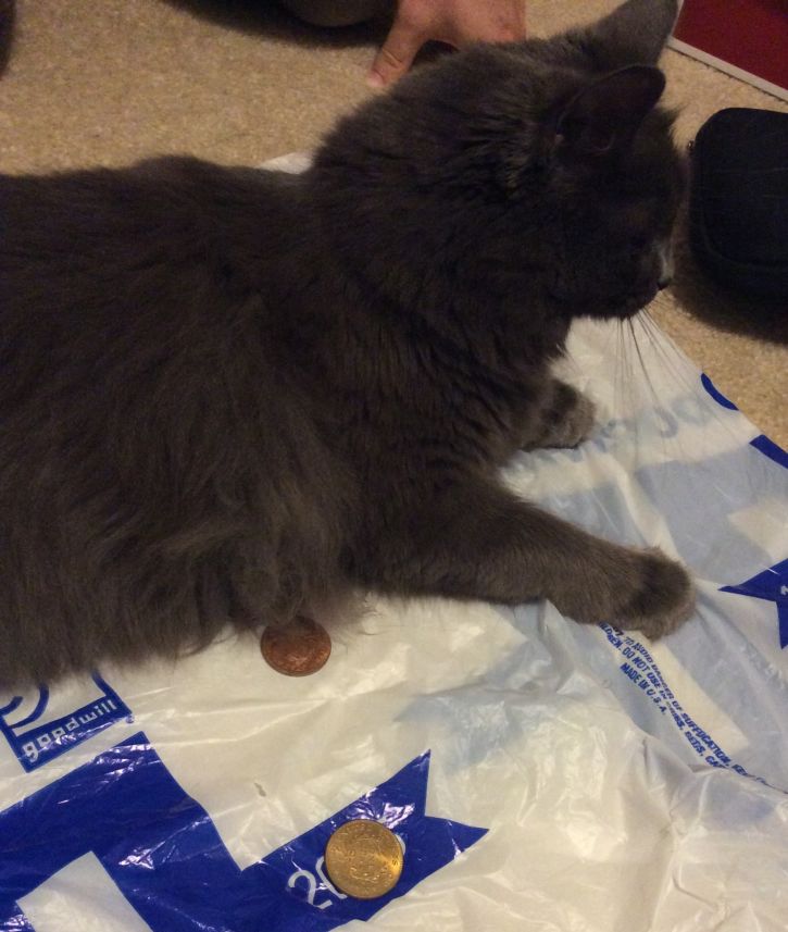 So,-My-Cat-Found-My-Large-Cents-And-Seated-Dollars...