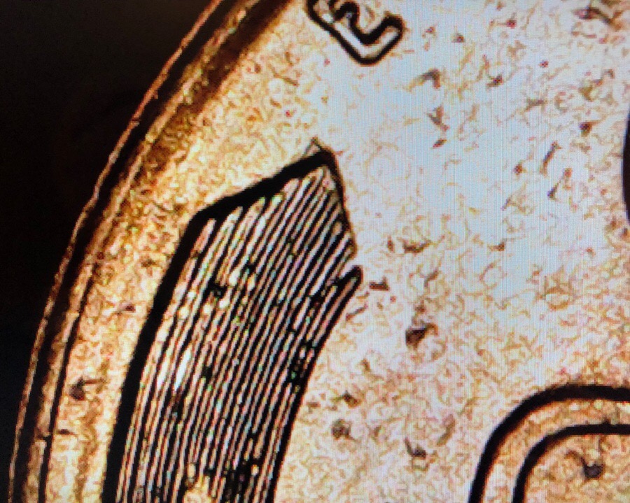 1955-D-LWC,-Never-Seen-This-On-A-Rim-Before?-Looks-Like-2-Small-Cutouts