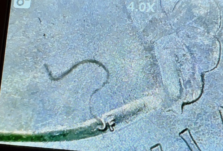 Interesting-Addition-To-MN-Voyageurs-Quarter