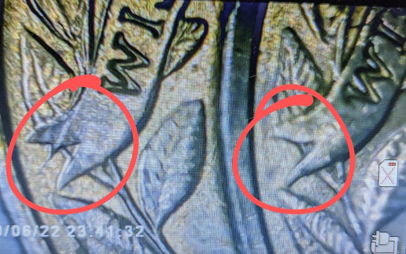 Looking-To-Identify-If-These-Are-Truly-Errors-On-These-State-Quarters