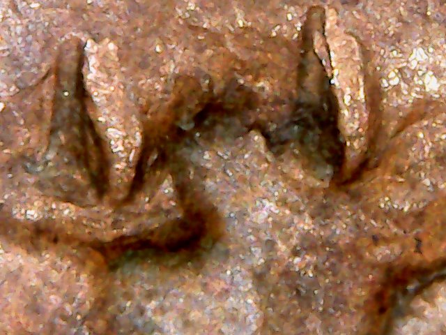 1957-D-LWC---Interesting-PMD-Looks-Like-Multiple-Eye-Lids