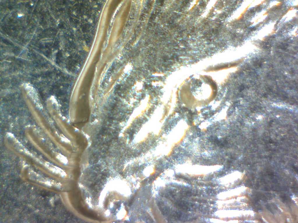 2004-P-5-Cents