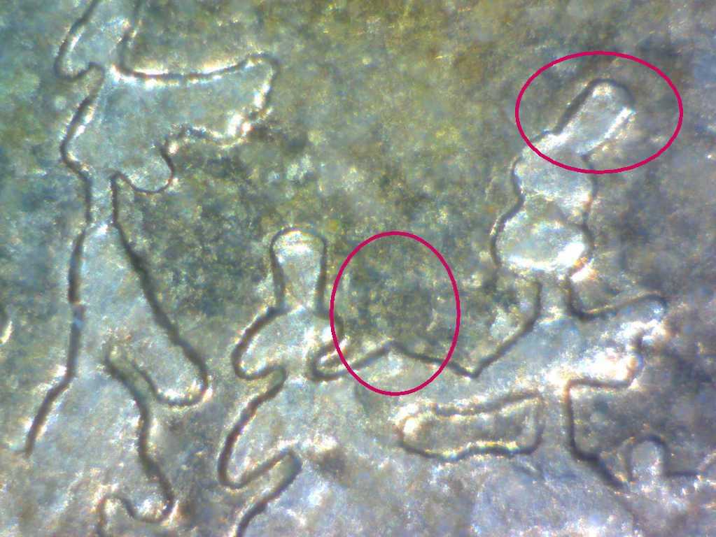 Oddities-In-3-Loonies