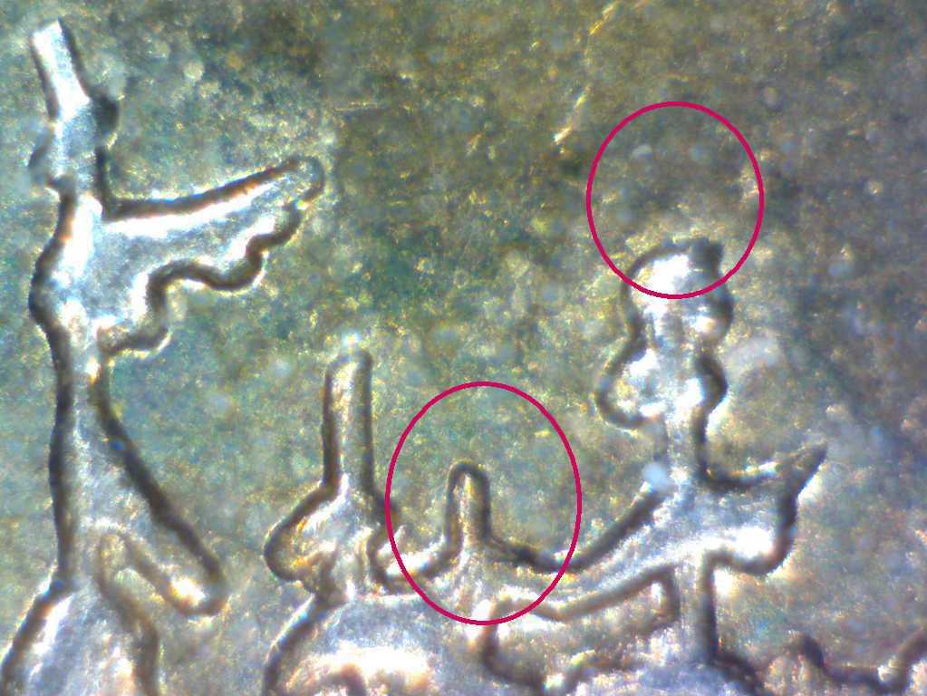Oddities-In-3-Loonies