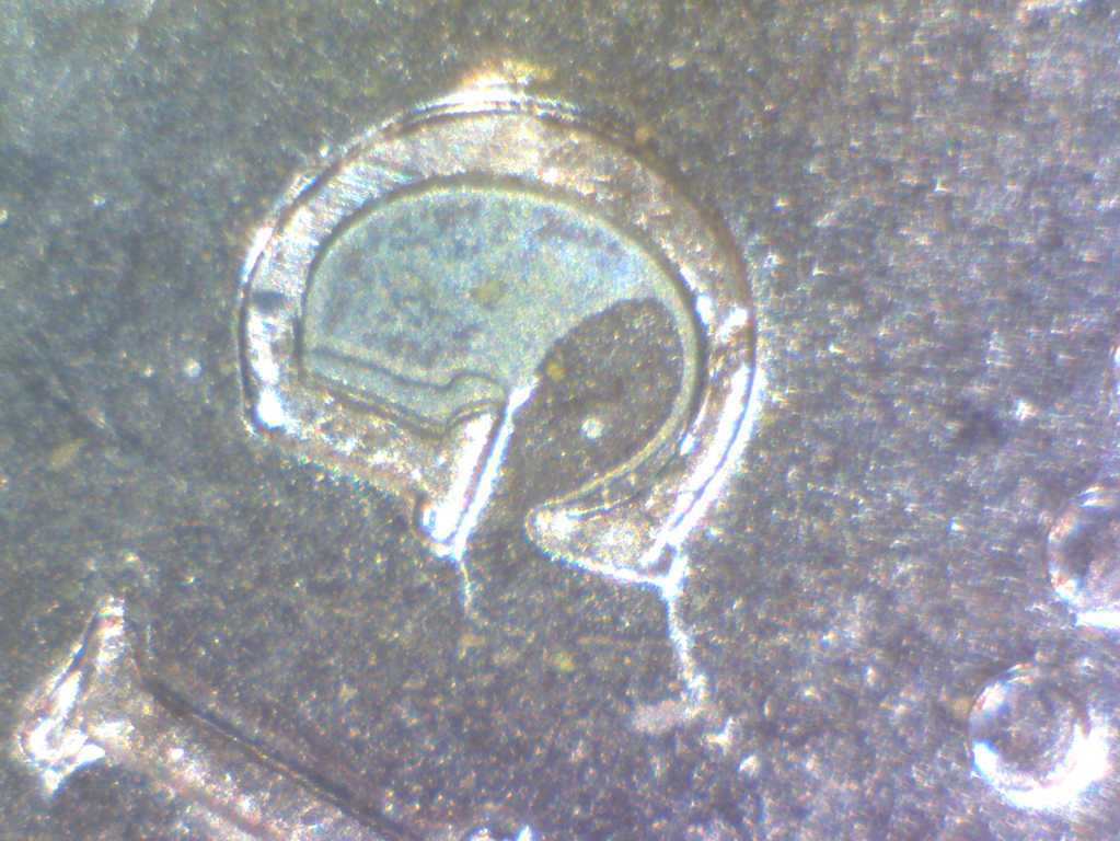 2007-Penny