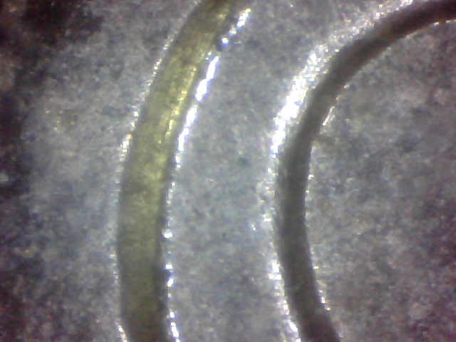 2008-5-Cent-Error