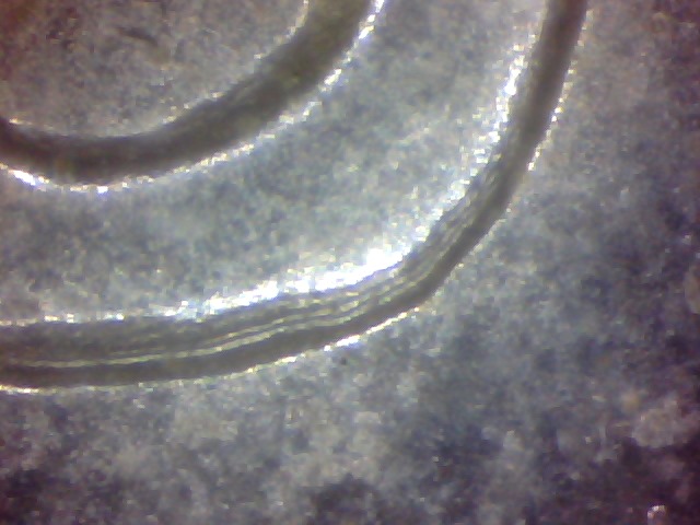 2008-5-Cent-Error
