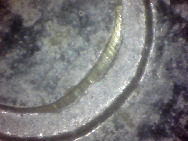 1970-PL-Nickel-Dollar-Doubling,-Possible-New-DDO,-Notched-A