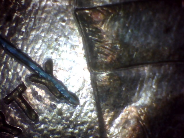 Odd-Scratch-Mark-On-96-Penny