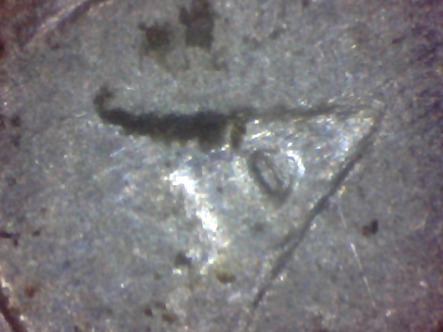 2013-Fort-Mchenry-Quarter-Error?