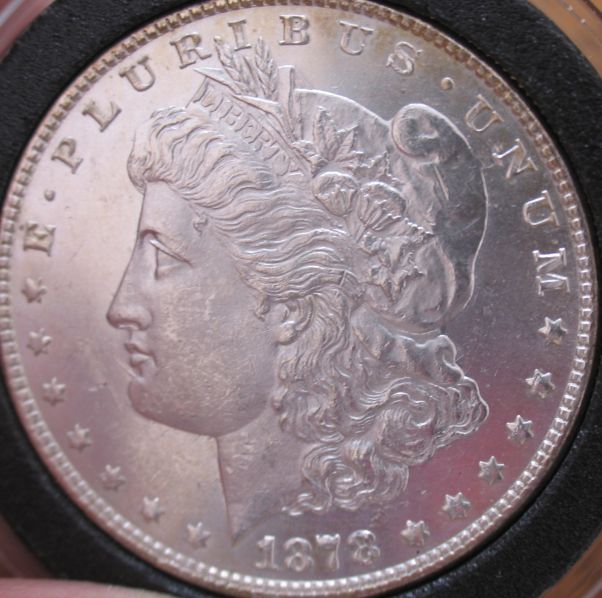 VAM41c-Bearded-Lady