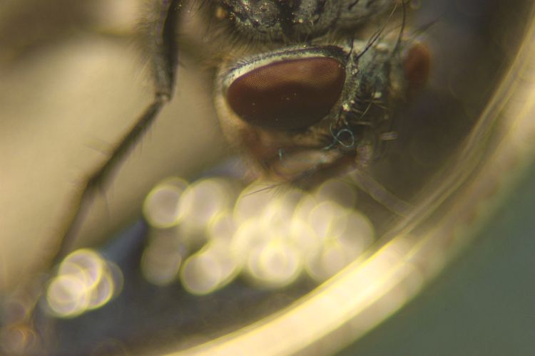 Proof-Shots-Working-The-Bugs-Out...