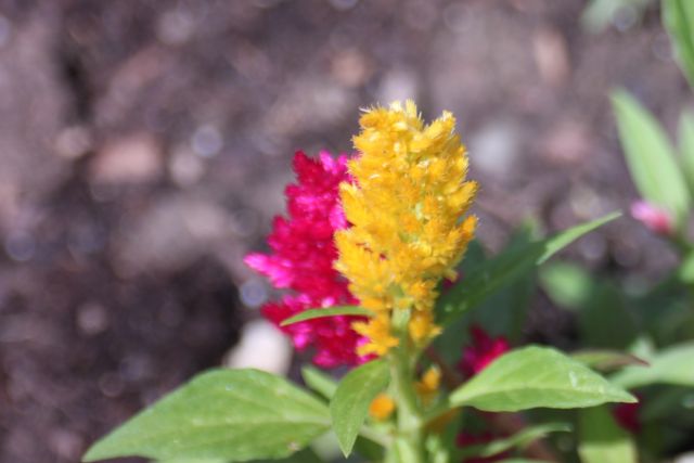 My-New-$1.00-Lens