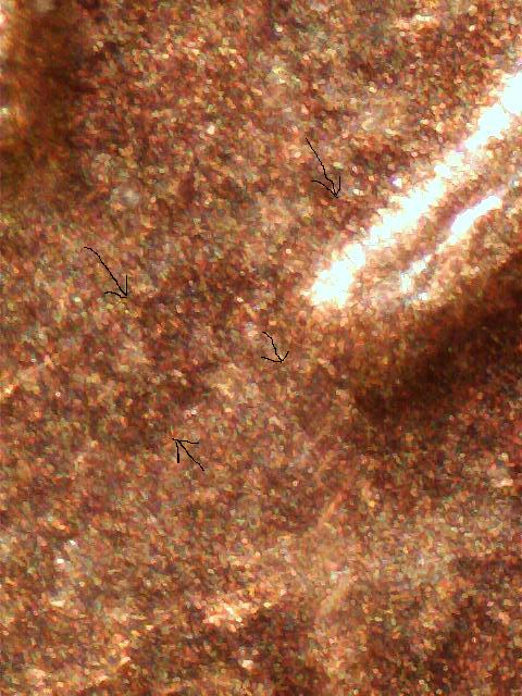 1981-D-1MM-003-Pocket-Change