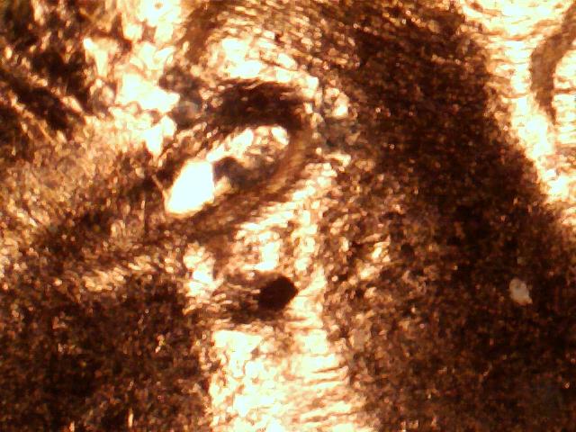 1956-D-Wheat-Weird-Eye