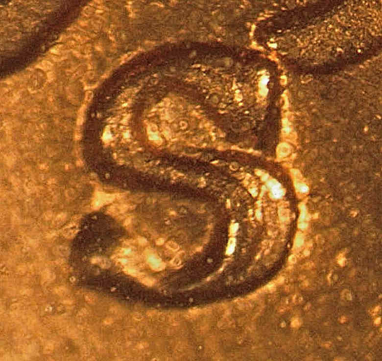 Another-Sweet-Wheat-1953-S-1MM-002--WRPM-001