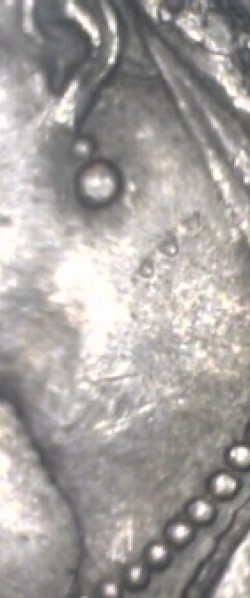 Die-Error-By-Earring-On-Obverse-Of-1887-Half-Crown?