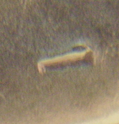 1964-P-With-A-Dropped-Letter?