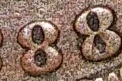 1888-Penny-8-Over-7-I-Know-It-Is-Damaged-But-I-C-A-7-Under-The-8-Do-U?