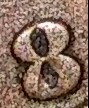 1888-Penny-8-Over-7-I-Know-It-Is-Damaged-But-I-C-A-7-Under-The-8-Do-U?