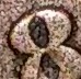 1888-Penny-8-Over-7-I-Know-It-Is-Damaged-But-I-C-A-7-Under-The-8-Do-U?