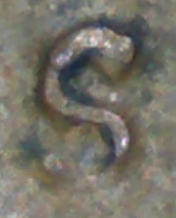 1954-S-1MM-004-With-A-Couple-Of-Die-Chips-And-A-Question.