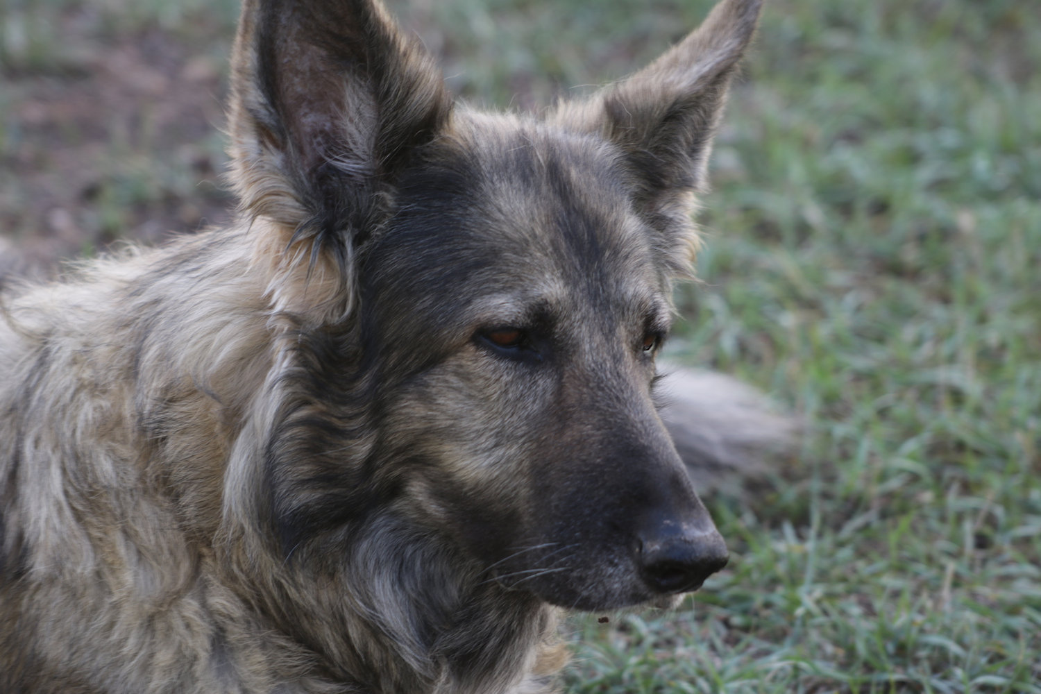 Kenko-Teleconverter-On-A-T6i