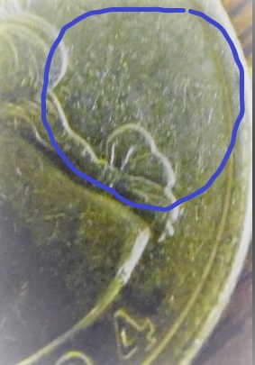 1989-Quarter-No-Mint-Mark.