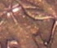 2005-Weak-Strike?-1963-Double-Hanging-3