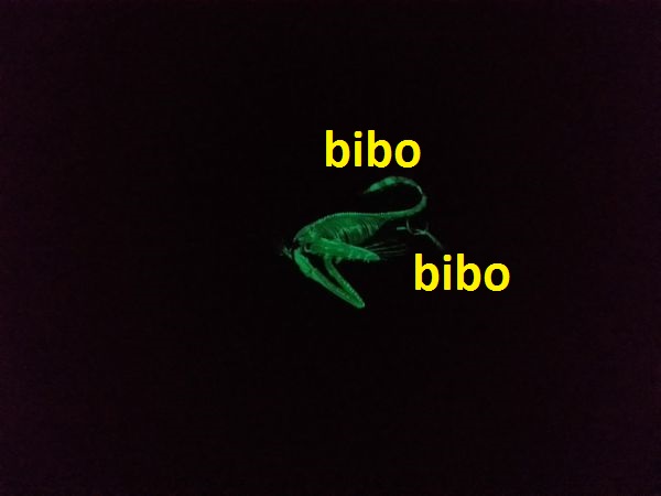 Glow-In-The-Dark-Dino-Coin-#3-Will-Be-Released-In-July