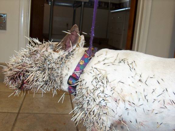 Using-A-Porcupine-To-Clean-Coins!