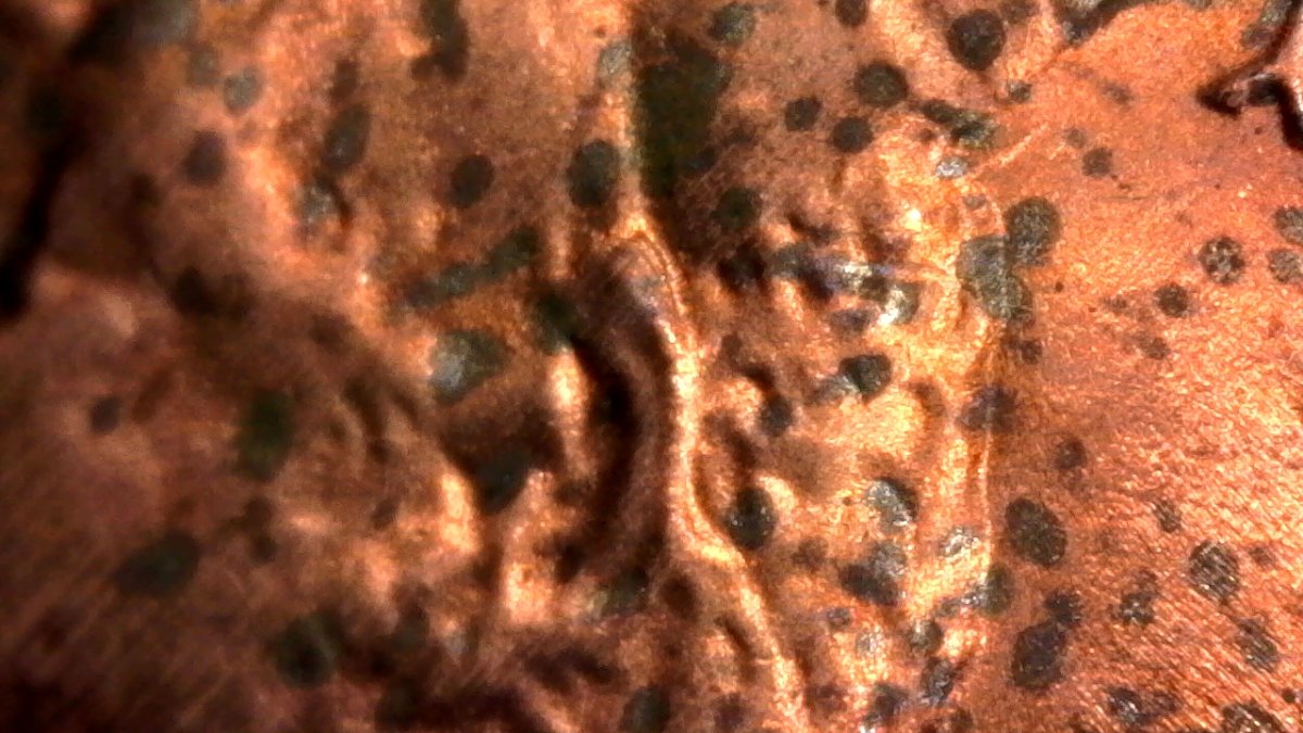 Extremely-Long-Ear-On-1984-D...found-While-Seraching-For-1983-D-Ear-DDO...