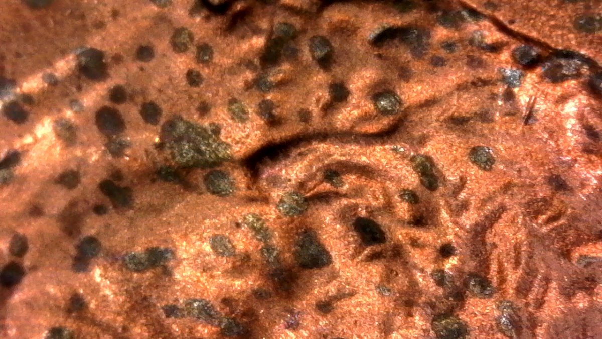Extremely-Long-Ear-On-1984-D...found-While-Seraching-For-1983-D-Ear-DDO...