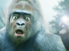 Finding-Bigfoot:-Found-Him!
