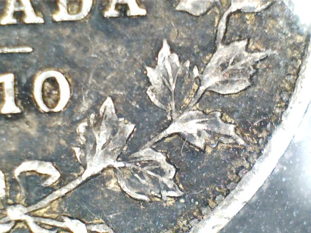 Holly/Pointed-Leaves-Vs-Maple/Round-Leaves