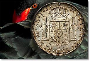 Spain-Claims-All-Treasure-From-The-Black-Swan