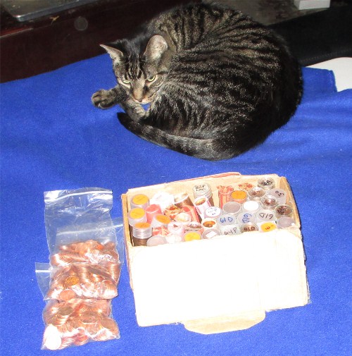 Am-I-The-Only-Guy-Here-With-A-Cat-That-Loves-Coins?
