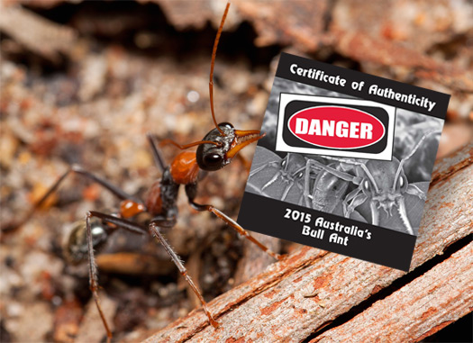 Angry-Bull-Ant-The-World’s-Most-Dangerous