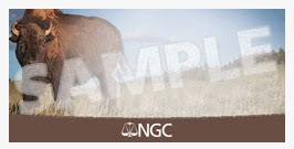 NGC-Retro-Holder-Program-Is-Back-By-Popular-Demand!