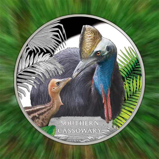 What-Everyone-Should-Know-About-The-Cassowary