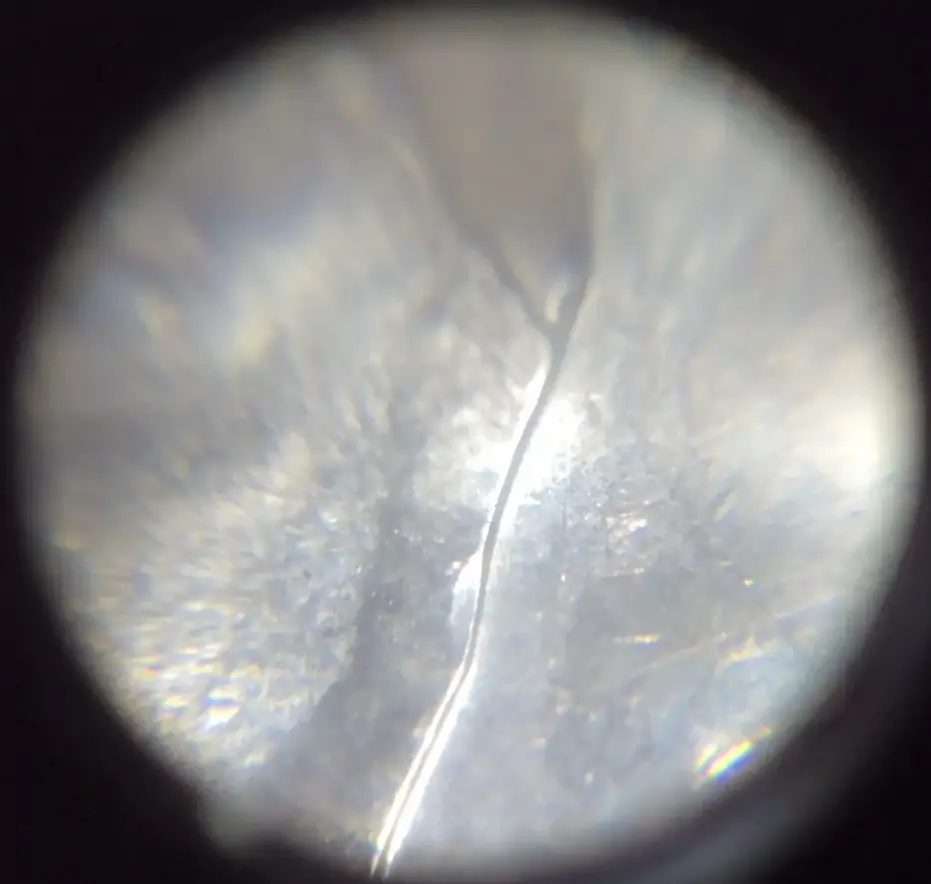 Is-This-MD-Or-A-Variety?