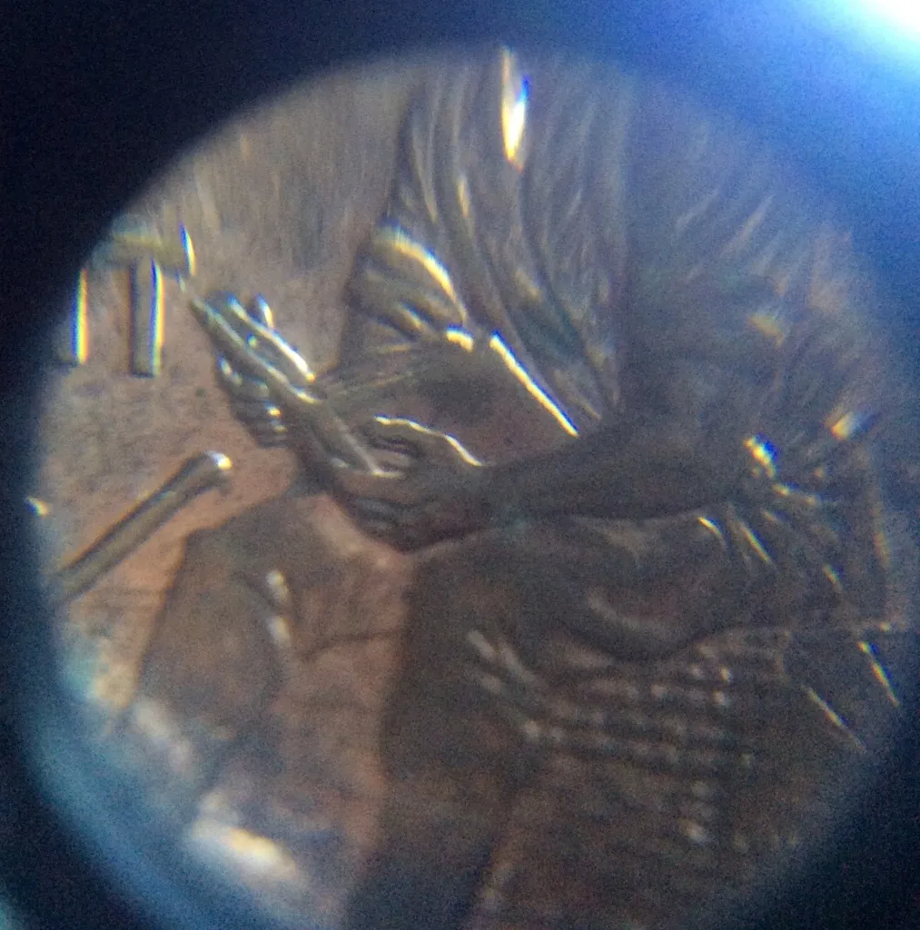 2009-Lincoln-Cent:-Is-This-An-Error?