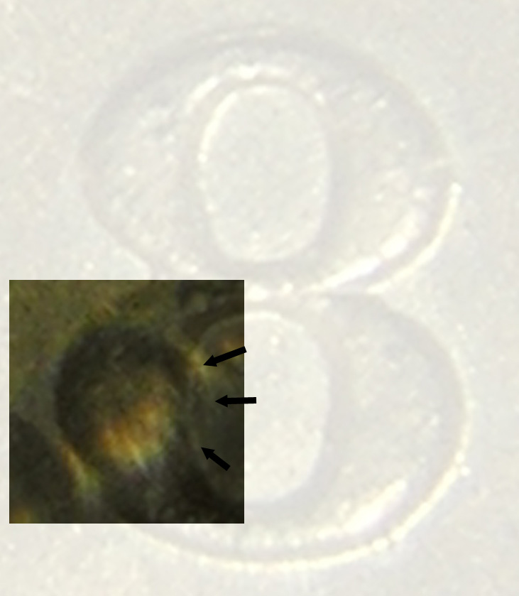 Nice-1888-Bead-Punch-Large-Cent