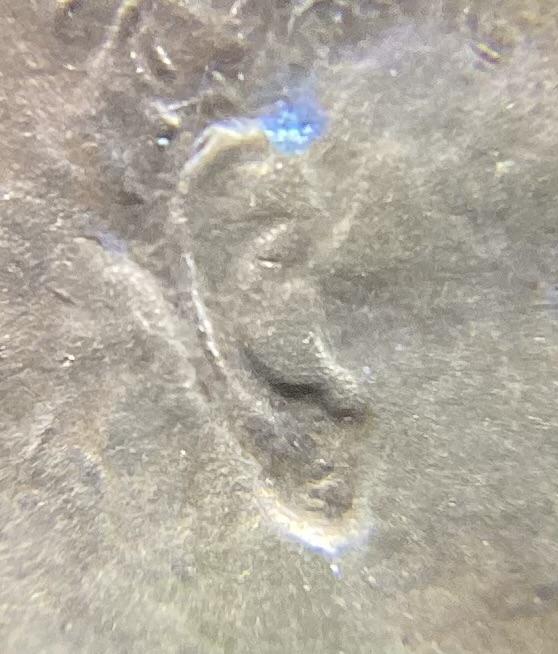 1944-D-Lincoln-Wheat-Cent,-Possible-Weak-RPM?