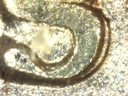 Is-This-A-Dm-On-A-1954-S--Quarter?