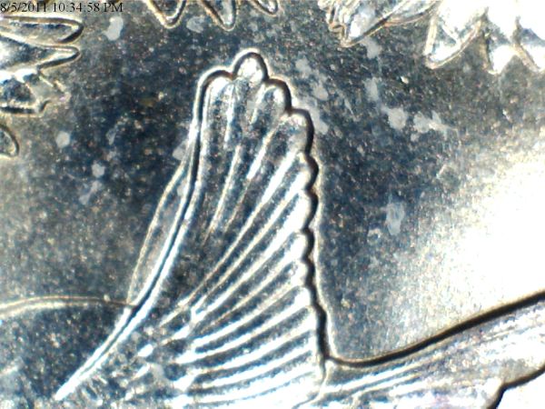 Oklahoma-Quarter-Extra-Featheror-Wing...new-Pics