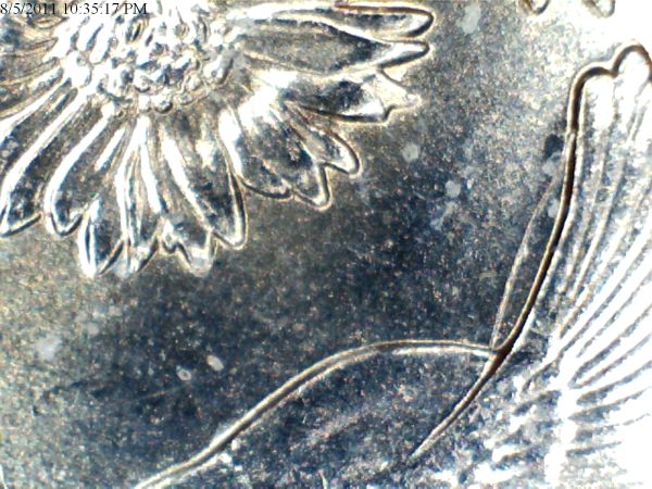 Oklahoma-Quarter-Extra-Featheror-Wing...new-Pics