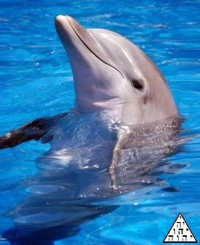 Can-You-Please-Post-This-As-My-Avatar?
