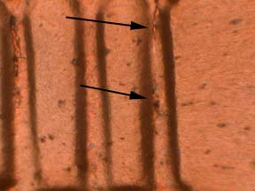 1984-D-Lincoln-Cent-Doubled-Die-Obverse-?